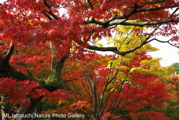 kyoto (003)